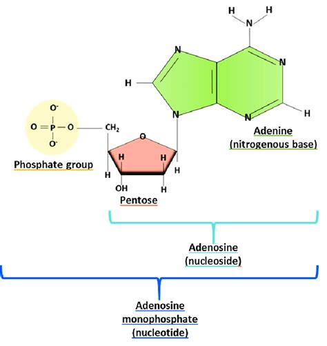 Nucleoside Structure