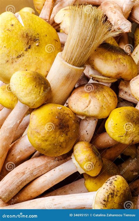 Honey Fungus Mushrooms and Brush Stock Image - Image of fresh, drying: 34695151