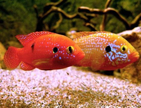 African Fire Jewel Cichlid Hemichromis lifalili | Arizona Aquatic Gardens