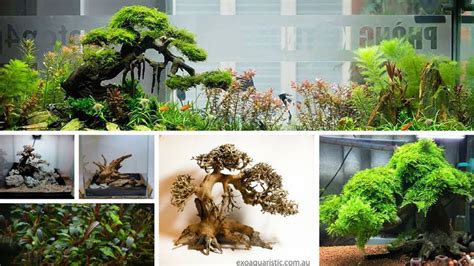 27 Best Driftwood for Aquarium Reviewed | Driftwood Types 2020 – Micro ...