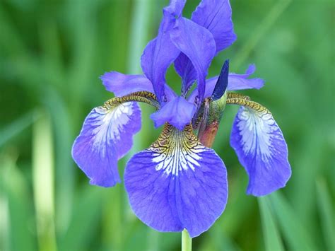 Iris Leaf Flower · Free photo on Pixabay