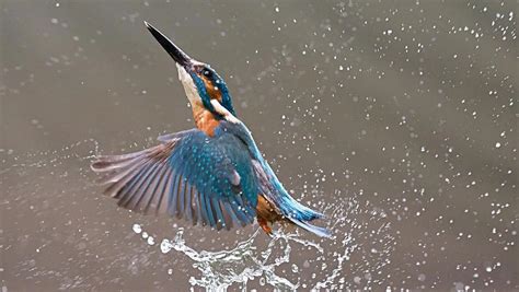 Common Kingfisher | The Animal Facts | Appearance, Diet, Habitat