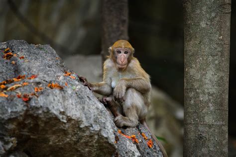 Assam macaque (Macaca assamensis)