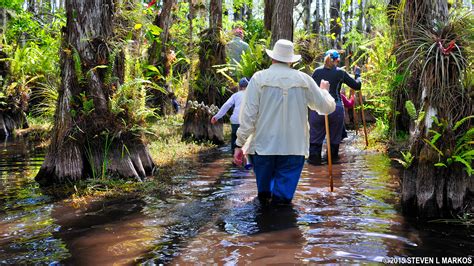 Big Cypress National Preserve | BIG CYPRESS DISCOVERY HIKES