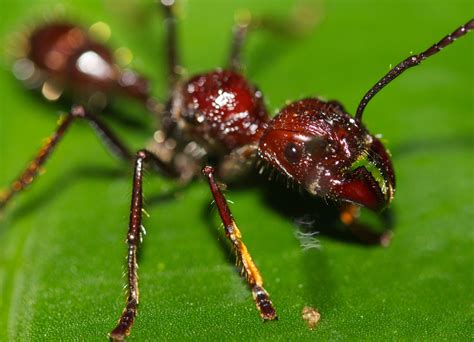 Hormiga bala (Arenal Costa Rica) · iNaturalist