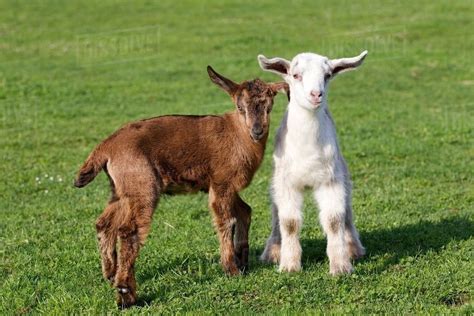 Two goat kids in field - Stock Photo - Dissolve