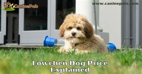 Lowchen Dog Price: Why Are Little Lion Dogs Expensive? - Canine Pals