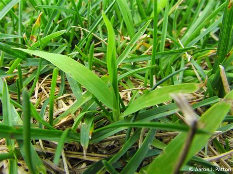 Smooth Crabgrass | Purdue University Turfgrass Science at Purdue University