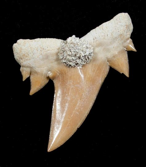 Unusual Serratolamna Fossil Shark Tooth For Sale (#3413) - FossilEra.com