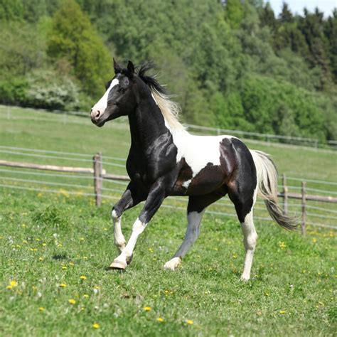 Paint Horse Tobiano vs Overo: In-Depth Comparison Guide - HorseNameIdeas.com