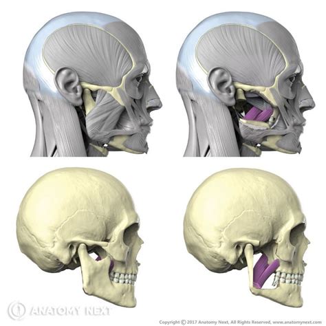 Medial pterygoid | Encyclopedia | Anatomy.app | Learn anatomy | 3D models, articles, and quizzes