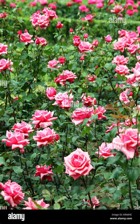 red roses garden Stock Photo - Alamy