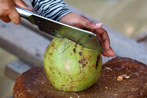 Cutting Green Coconut Stock Images - Download 576 Royalty Free Photos