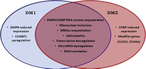 Myotonic Dystrophy Type 2: An Update on Clinical Aspects, Genetic and Pathomolecular Mechanism ...