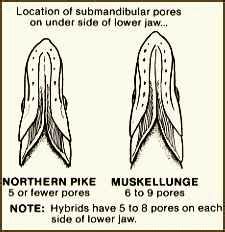 Muskie vs Pike: Identification of Scale, Tail, and Jaw - USAngler