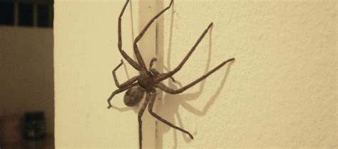 Spider Season: When Are Spiders Most Active? - Western Pest Services