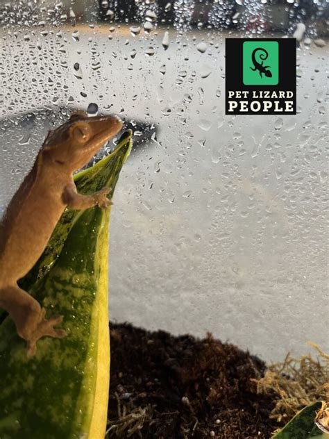 Crested Gecko Habitat: An Overview & Guide to Tank Set Up