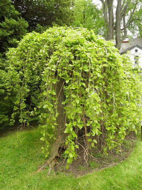 How to Grow: Mulberries- Growing and Caring for Mulberry Trees