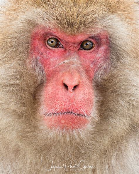 2018 Winter Wildlife Tour of Japan | Japanese Snow Monkeys | Japan Photo Guide