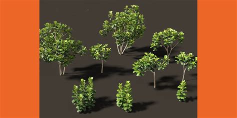 Ficus lyrata – fiddle-leaf fig - Blender Market