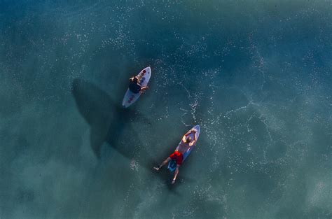 Florida: the Shark-Bite Capital of America, Volusia County reports highest bite cases in the U.S ...