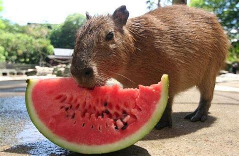 Pin by Béni on Animaux | Baby capybara, Capybara, Exotic pets