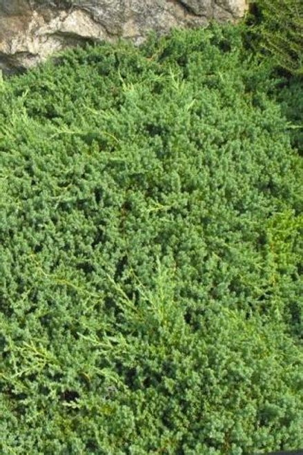 Juniperus procumbens 'Nana' - Devil Mountain Wholesale Nursery