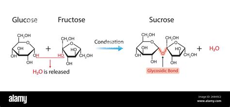 Sucrose Formation. Glycosidic Bond Formation From Two molecules, Glucose And Fructose. Vector ...