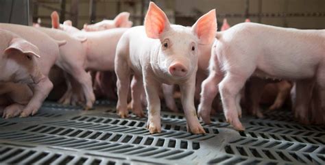 Improving Swine Production Air Quality - Foundation for Food & Agriculture Research