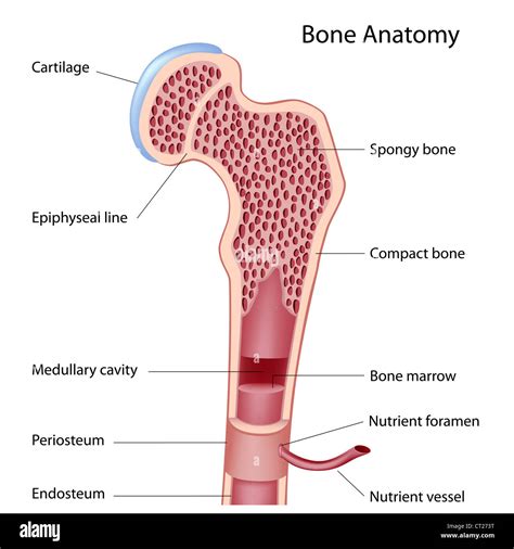 Medullary cavity hi-res stock photography and images - Alamy