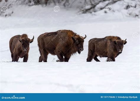 European Bison Bison Bonasus in Natural Habitat Stock Photo - Image of landscape, beautiful ...