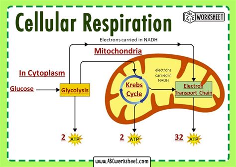 Cellular Respiration Coloring Worksheet - Printable Word Searches