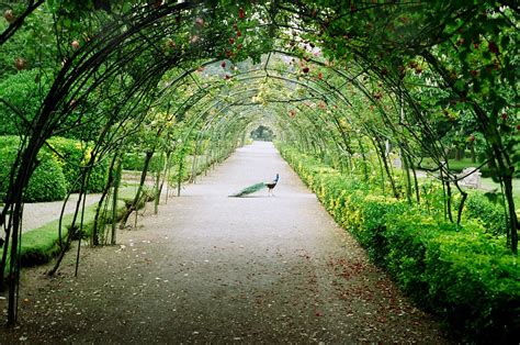 World Travel Places: Wisteria Tunnel Japan