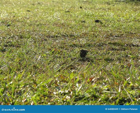 Greensward at Phu Kradueng National Park Stock Image - Image of hiking, backpacker: 64080449