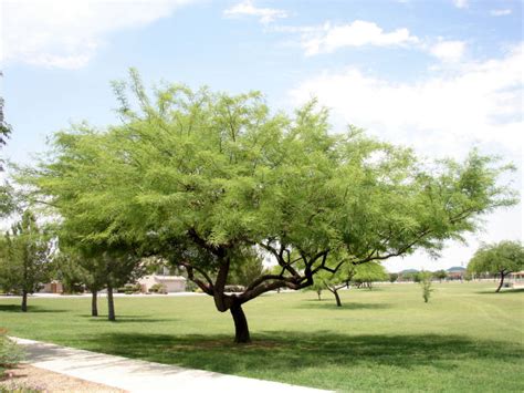 Arizona Trees - Arizona Living Landscape & Design