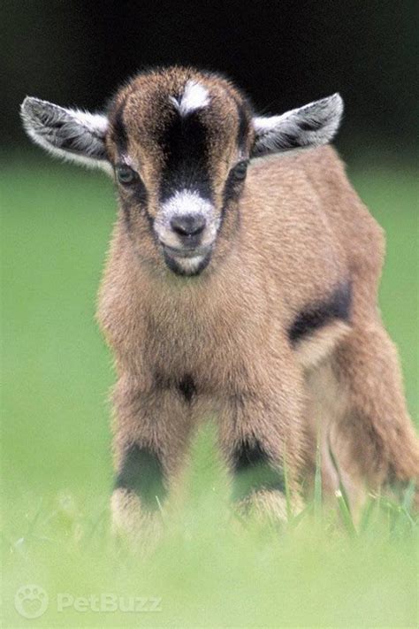 I fell out of my chair when i saw this baby goat jump up on the roof. #goats #pets #cute #goat # ...