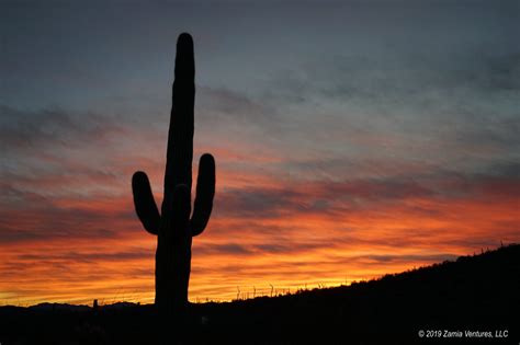 Desert Immersion at Organ Pipe Cactus National Monument – Zamia Ventures