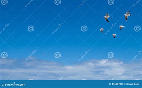 Five Seagulls Flying in Formation Stock Image - Image of seaside, outdoor: 116257365