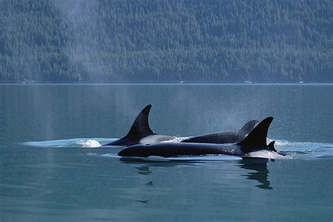 Orca Orcinus Orca Pod Surfacing, Inside Photograph by Konrad Wothe - Fine Art America