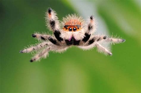 Cute Spider: Here Are Some Exciting Facts About Jumping Spider