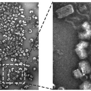 Transmission electron micrographs of purified VSV virions. Virions were ...