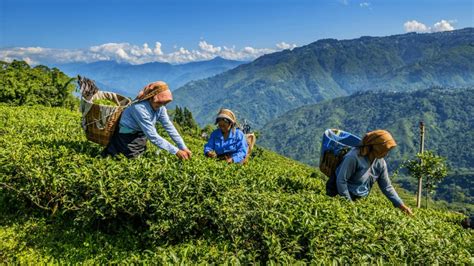 Tea Gardens of Darjeeling Tour with Homestays near Tea Gardens