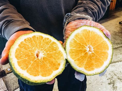 Jamaican Ugli Fruit: What is the Ugly Orange?