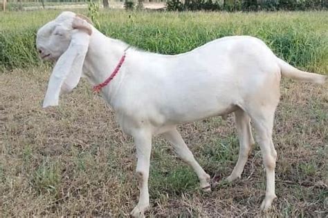 bakra/Buy and Sell Animals in All Major Cities of Pakistan