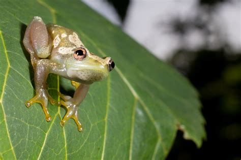 New species of voiceless frog discovered in Tanzania | Flipboard