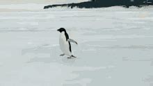 Penguin Waddle GIFs | Tenor