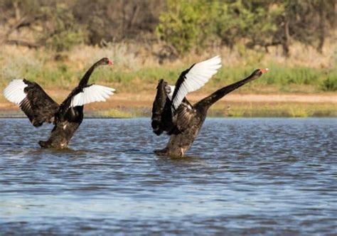 Black Swan Symbolism & Spiritual Meanings