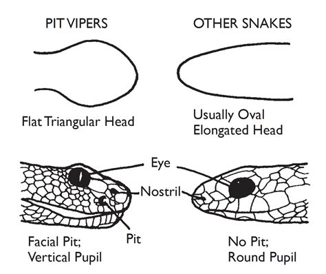 Venomous Snake Head Shape