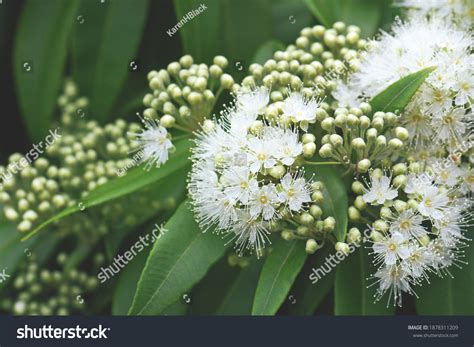 20 Backhousia citriodora Images, Stock Photos & Vectors | Shutterstock