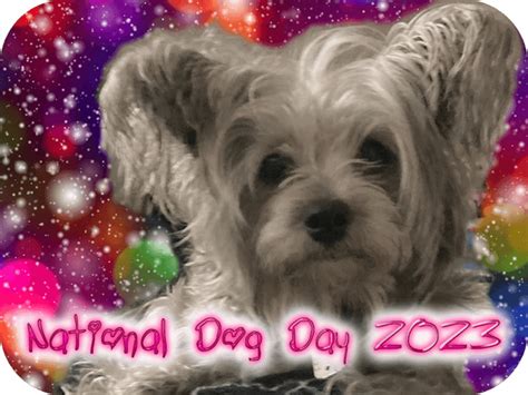 National Dog Day 2023 | Rob Knowlan